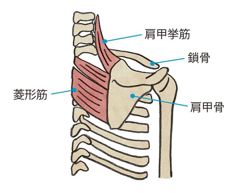 肩胛骨　肩こり